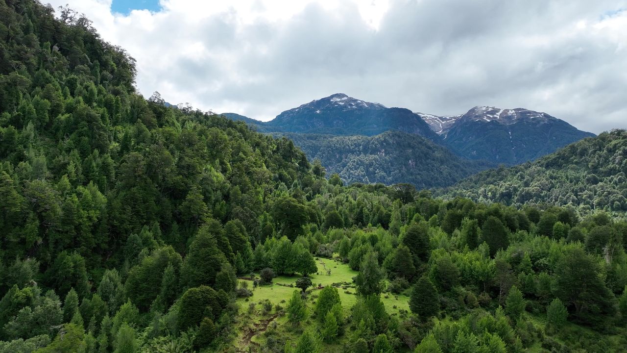 Cumbres nevadas sobre el bosque