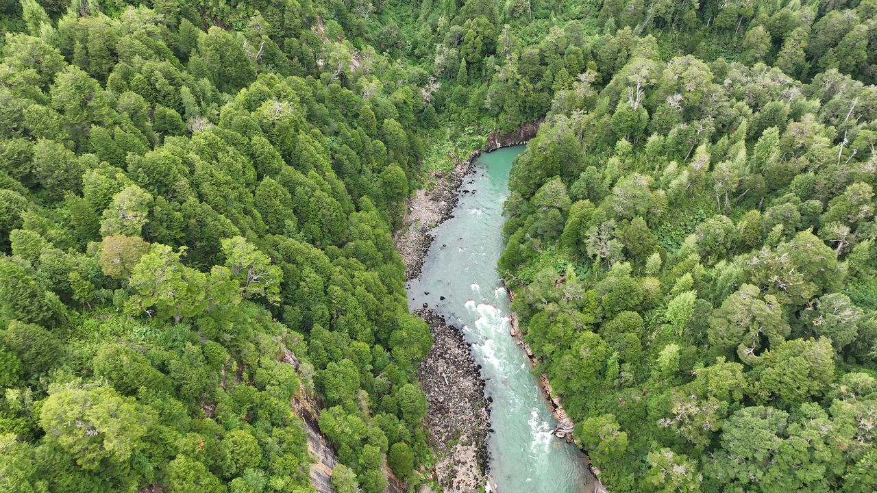 Río abriéndose paso entre bosque nativo, vista cenital
