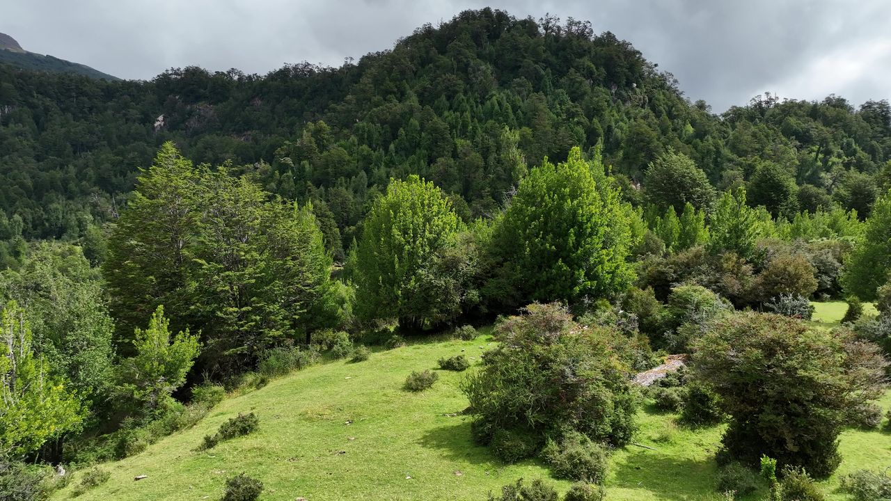 Pradera abierta rodeada de bosque nativo en el sector del proyecto