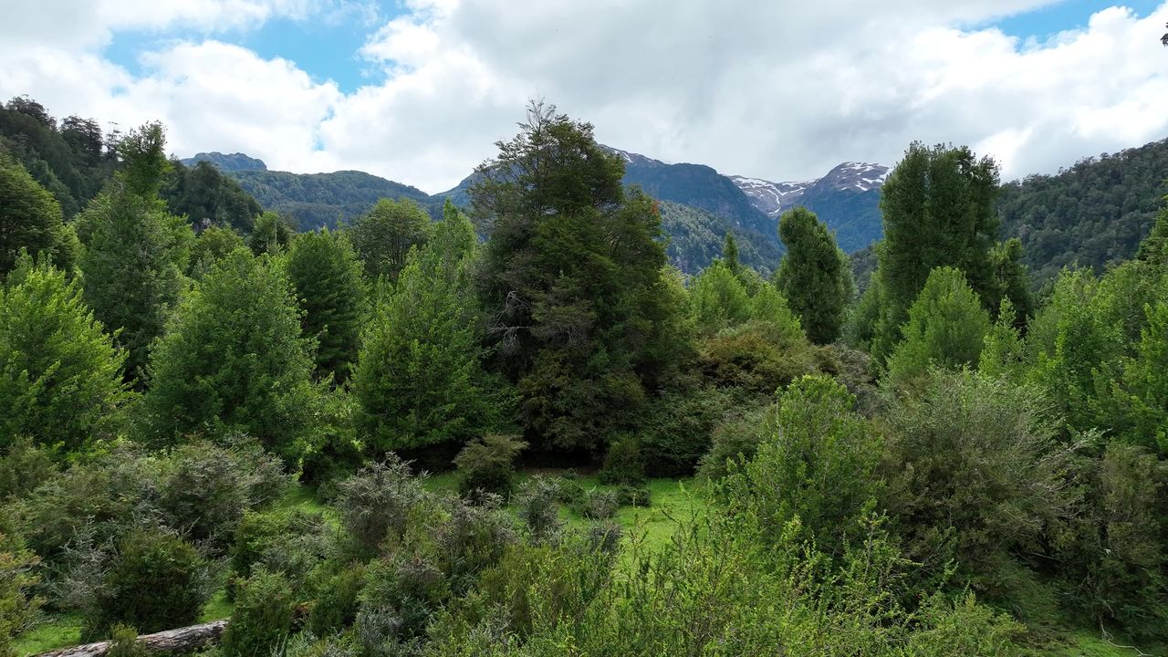 Bosque nativo con la cordillera nevada al fondo